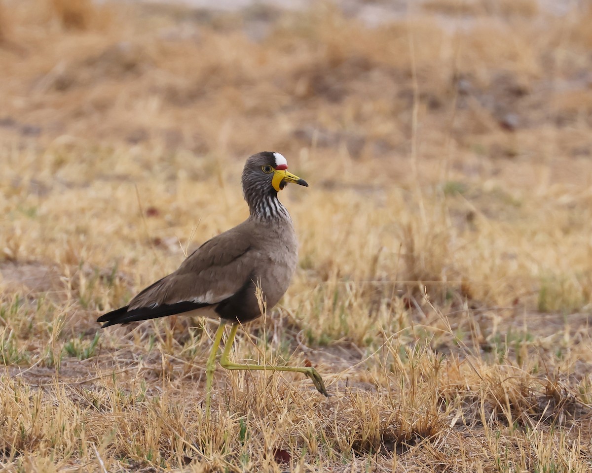 Wattled Lapwing - ML625997003