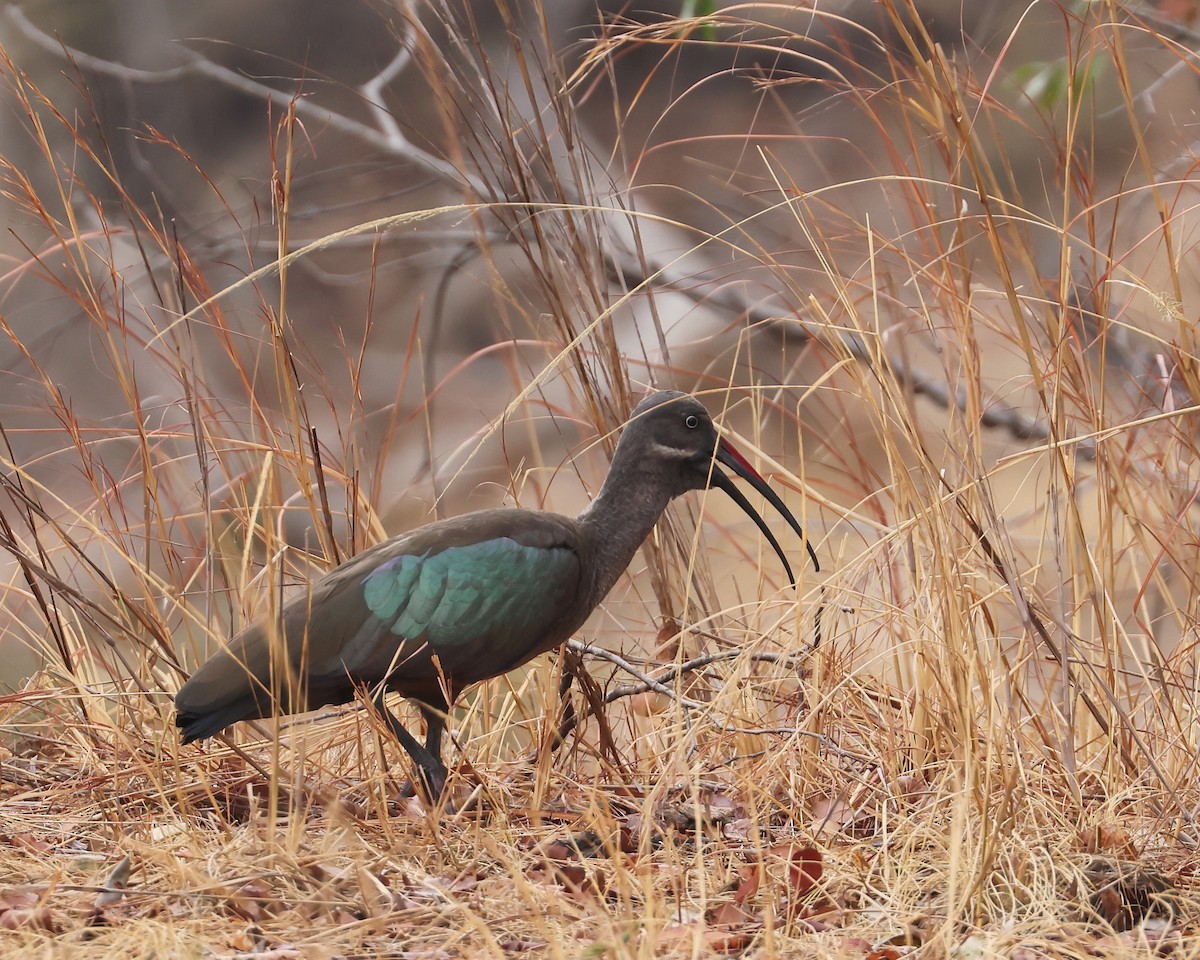 Hadada Ibis - ML625997027