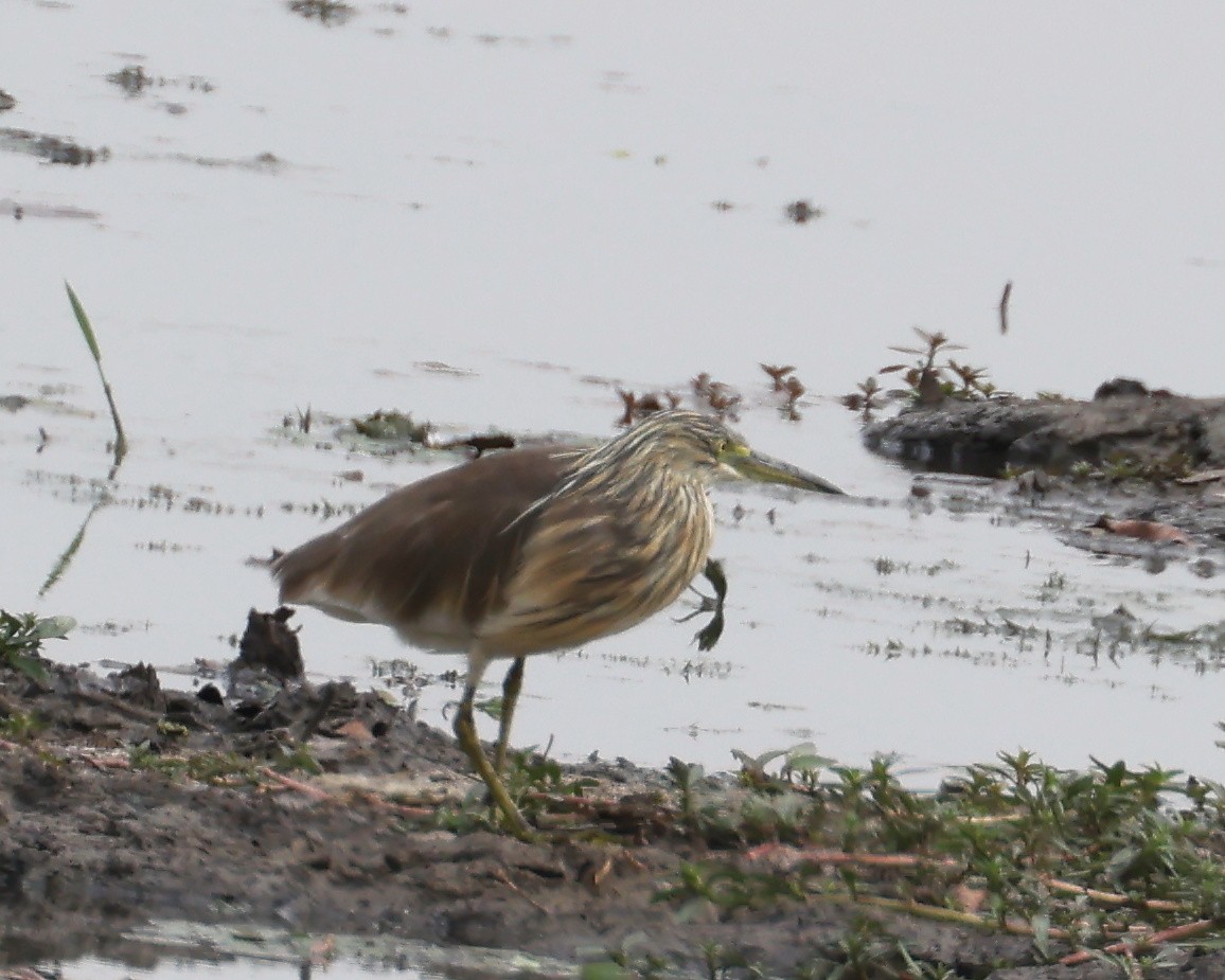 Squacco Heron - ML625997035