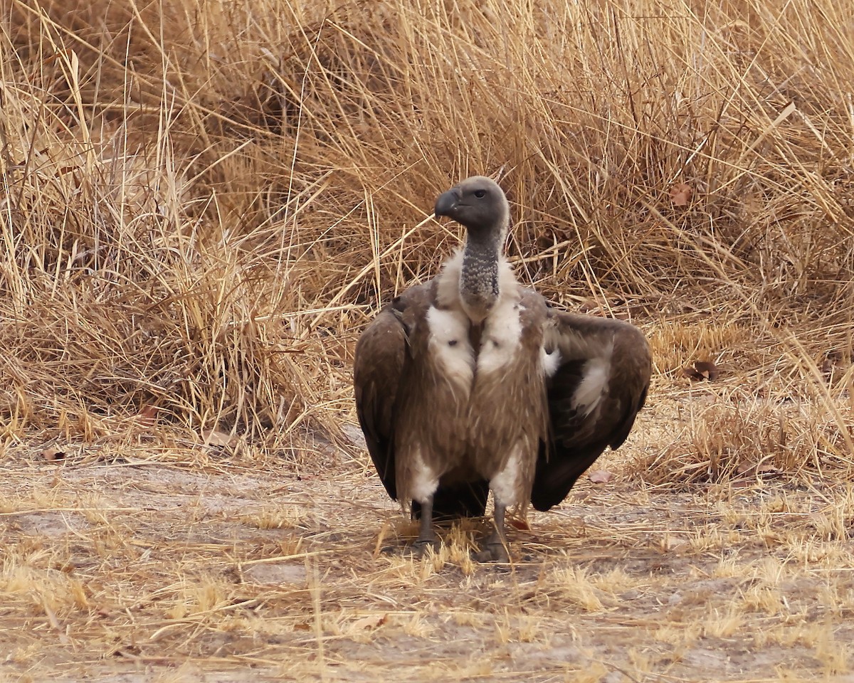 White-backed Vulture - ML625997046