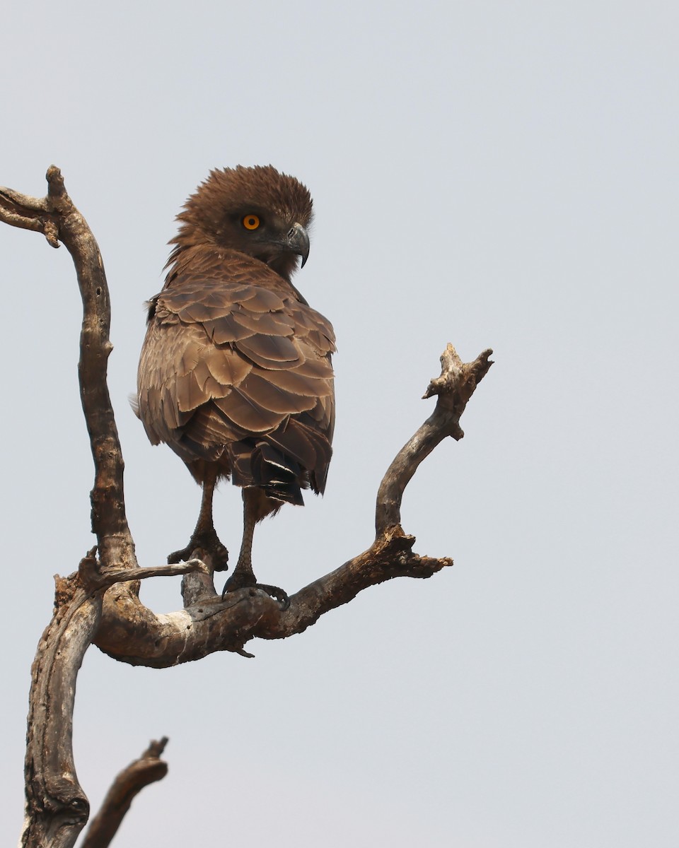 Brown Snake-Eagle - ML625997053