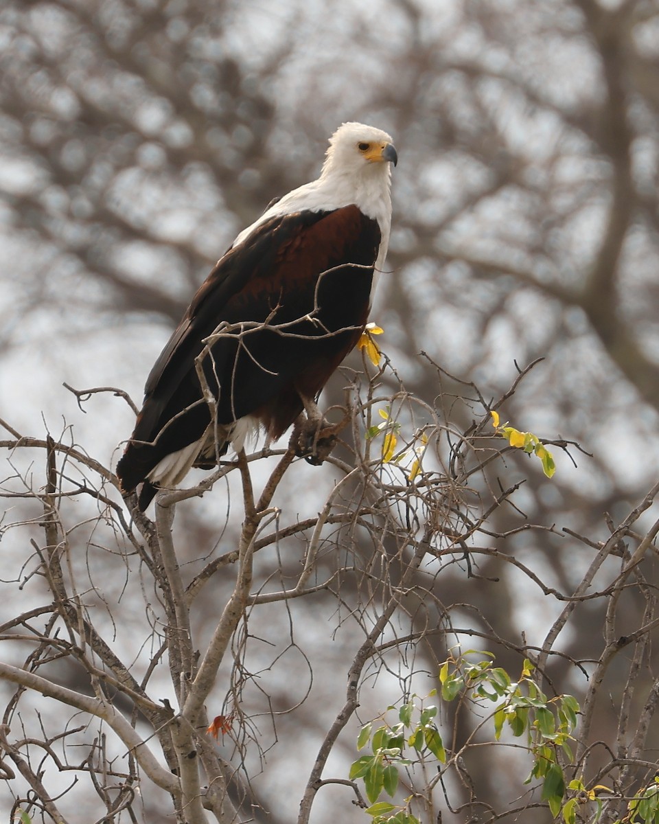 African Fish-Eagle - ML625997057