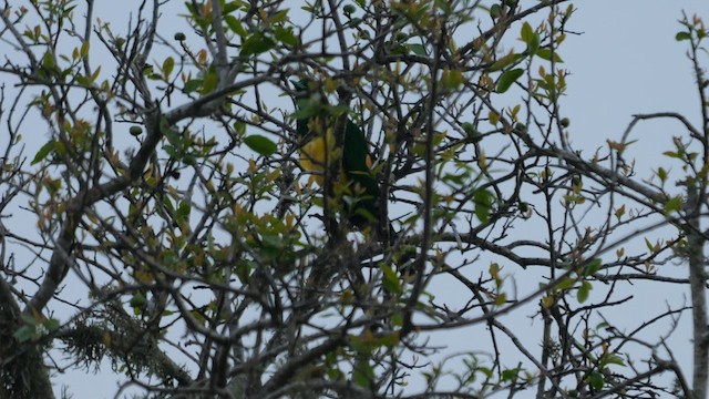 African Emerald Cuckoo (African) - ML625997059