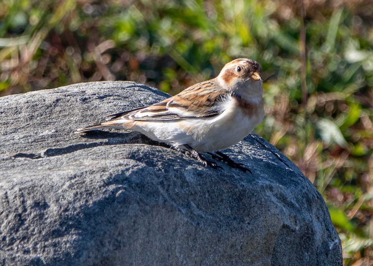 Snow Bunting - ML625997129
