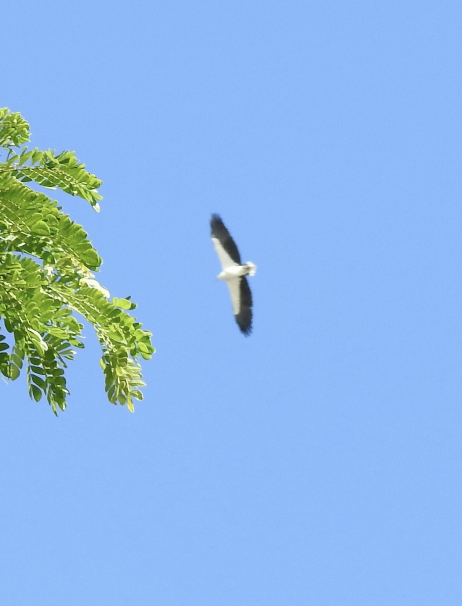 White-bellied Sea-Eagle - ML625997148
