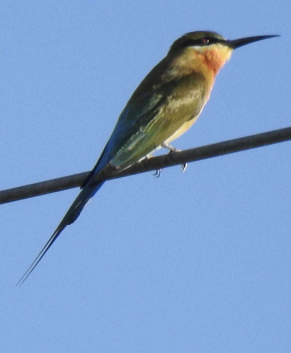 Blue-tailed Bee-eater - ML625997154
