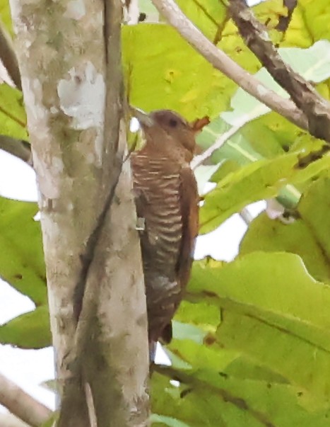 Red-rumped Woodpecker - ML625997159