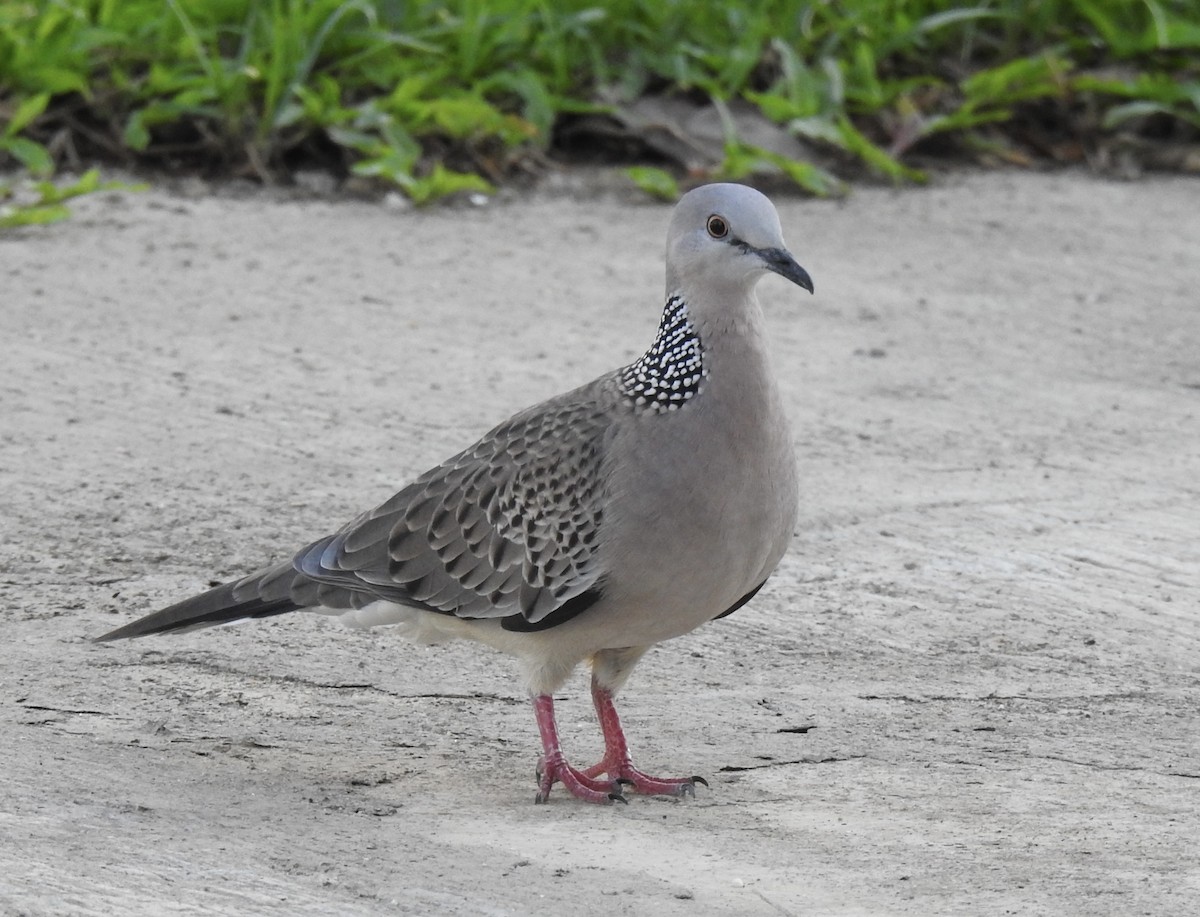 Spotted Dove - ML625997174
