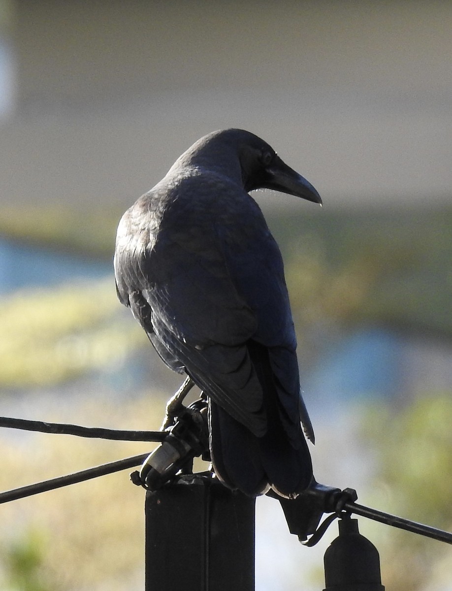 Bele indiarra - ML625997185