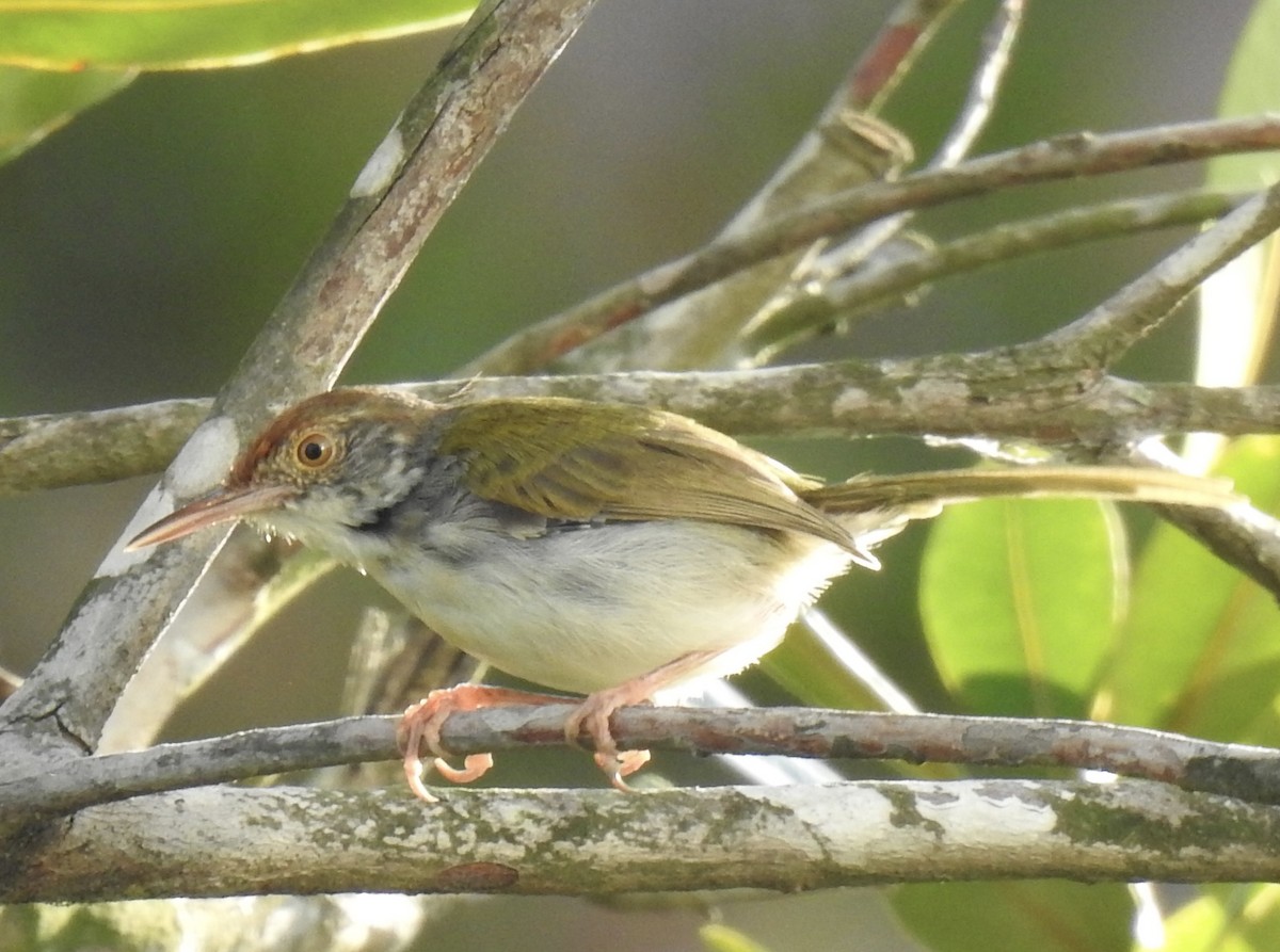 Common Tailorbird - ML625997197
