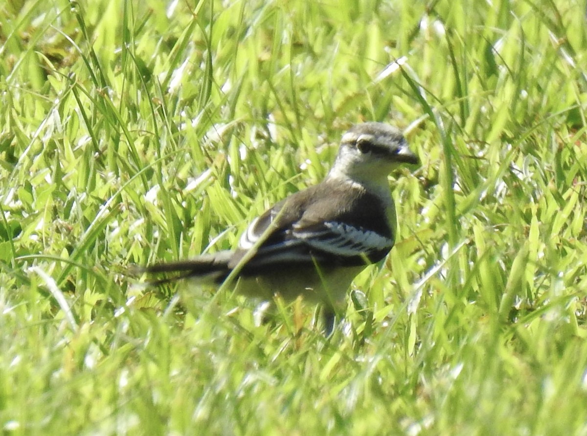 Pied Triller - ML625997204