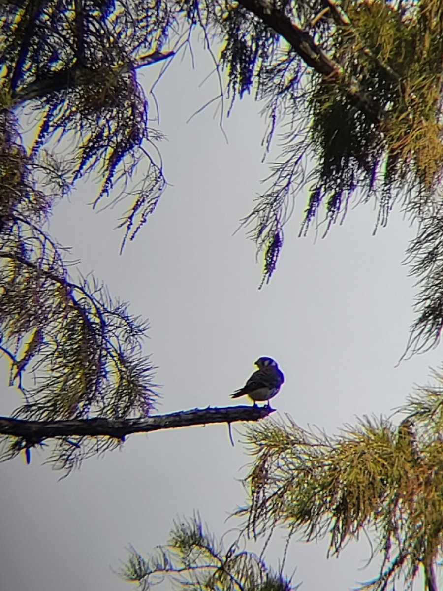 American Kestrel - ML625997208