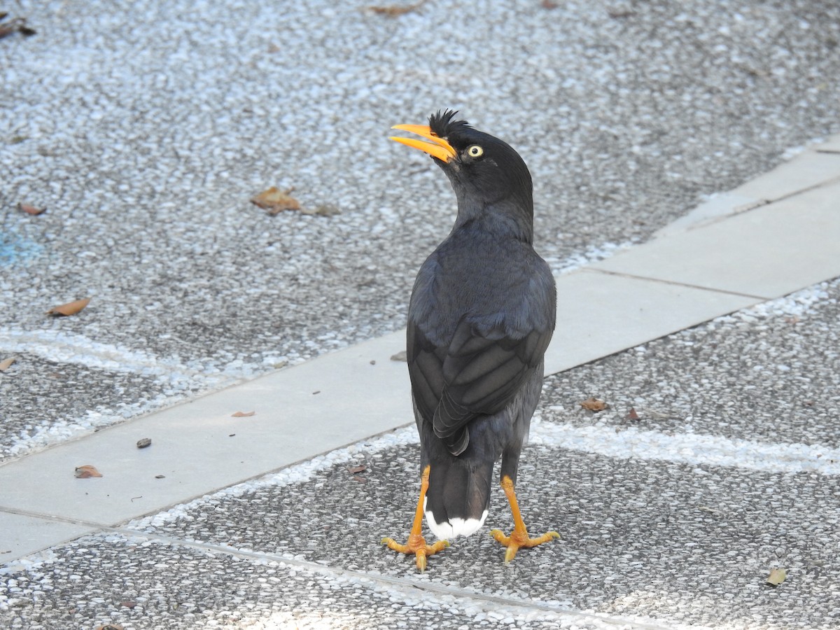 Javan Myna - ML625997217