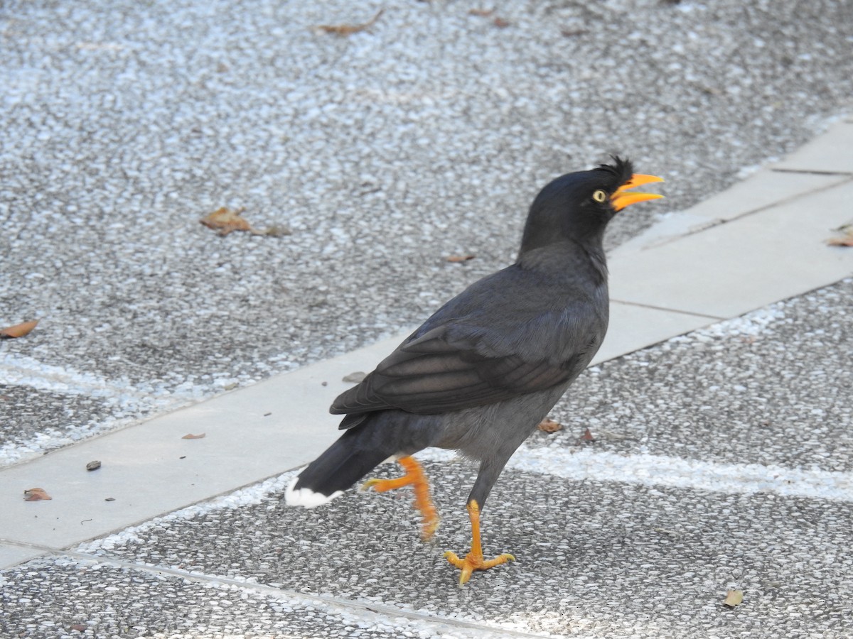 Javan Myna - ML625997226