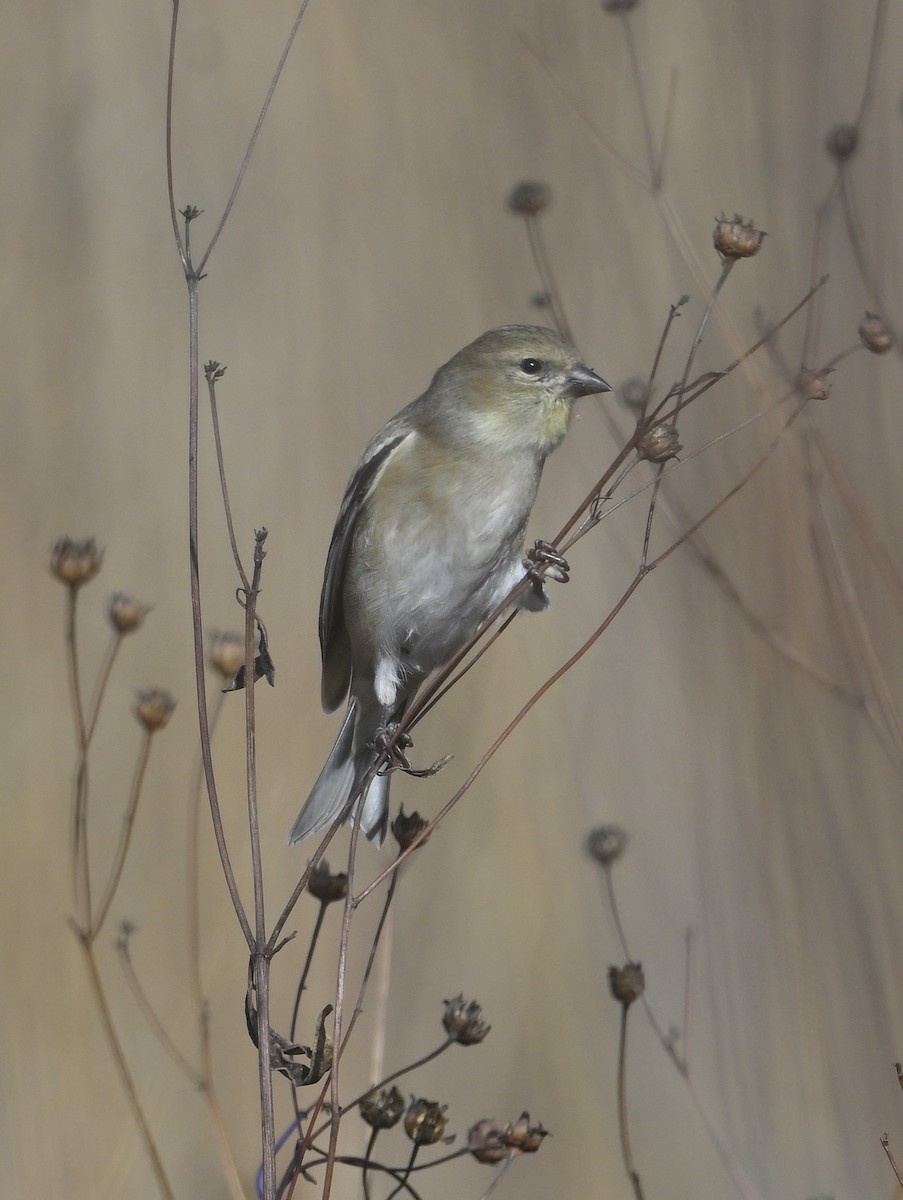 American Goldfinch - steve sampson