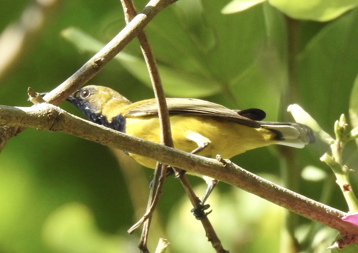 Ornate Sunbird - ML625997263