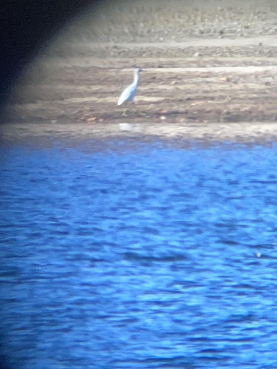Little Blue Heron - ML625997277