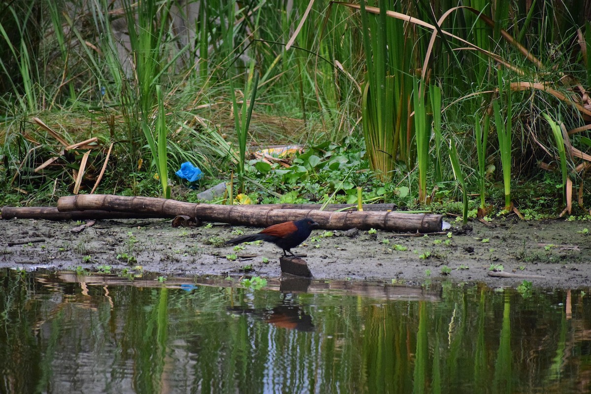 Greater Coucal - ML625997314