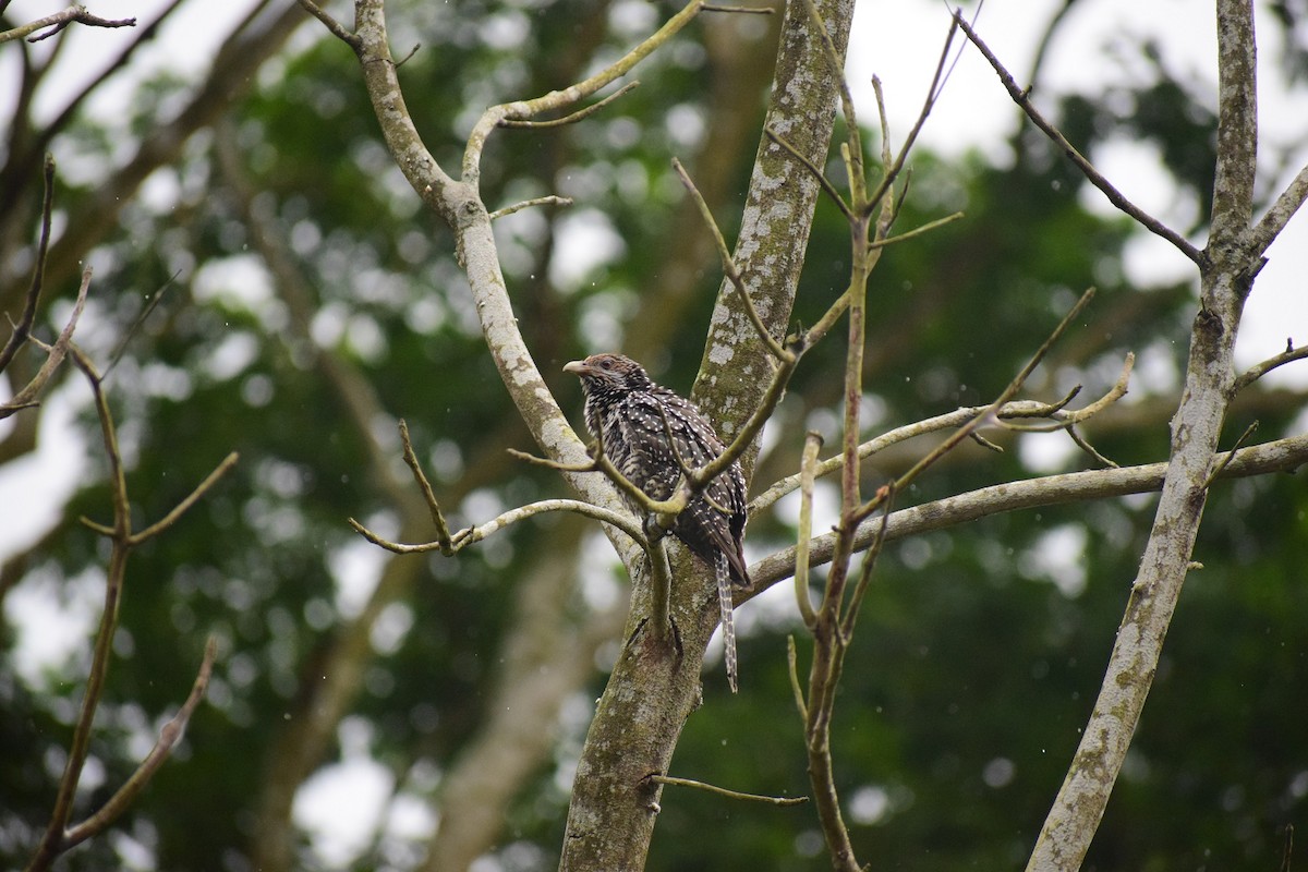 Asian Koel - ML625997318