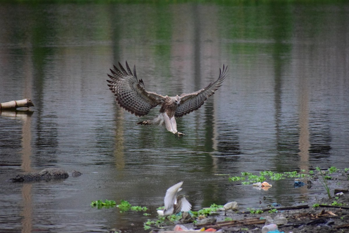 Gray-headed Fish-Eagle - ML625997321