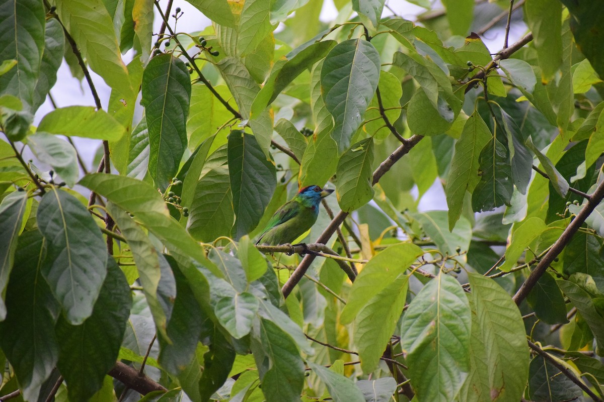 Blue-throated Barbet - ML625997323