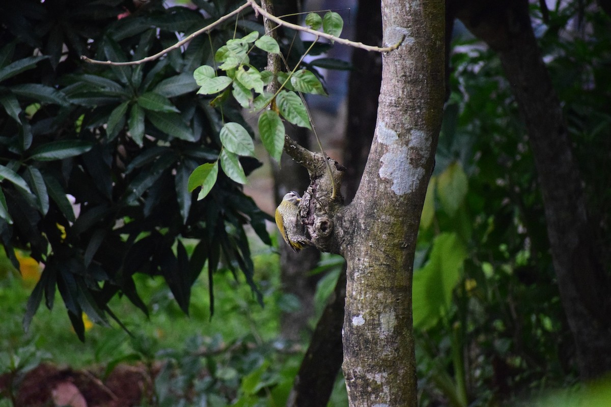 Streak-throated Woodpecker - ML625997326