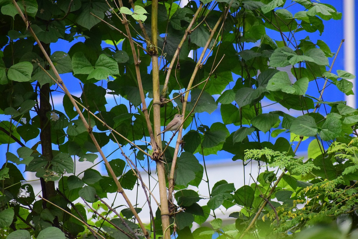 Taiga Flycatcher - ML625997327