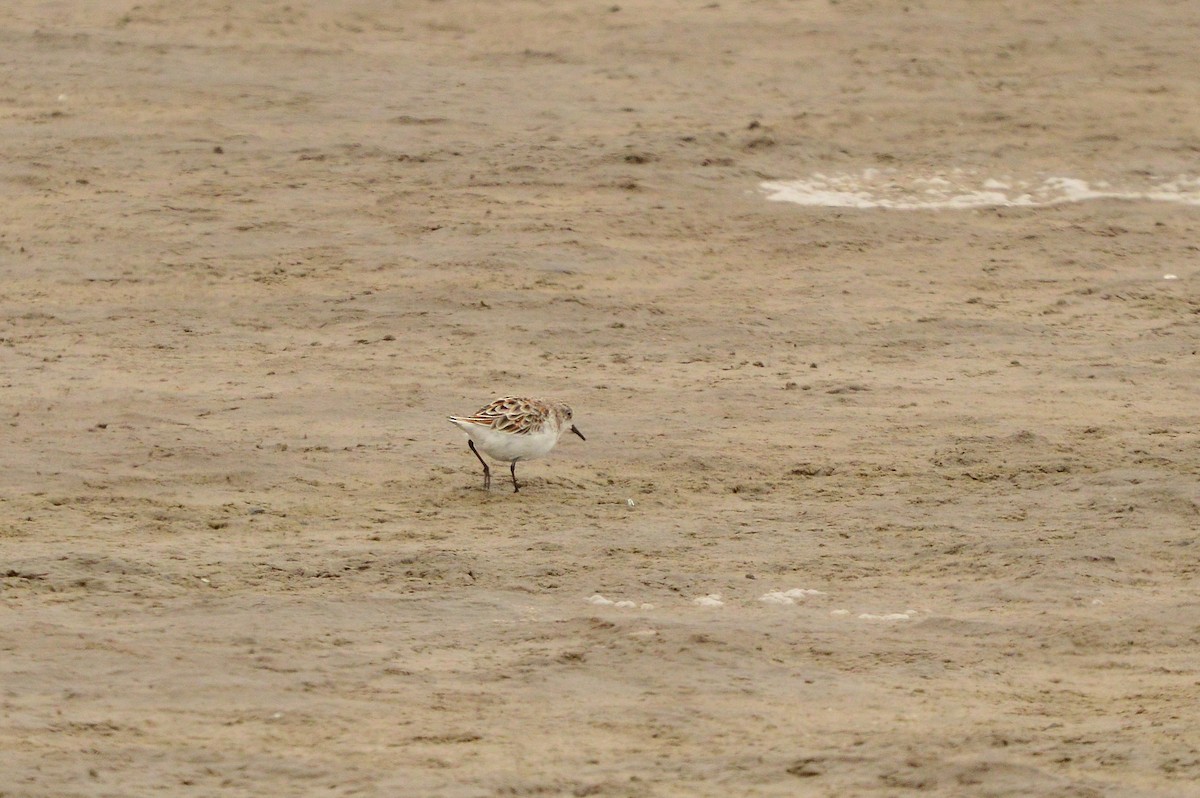 Bécasseau sanderling - ML625997393