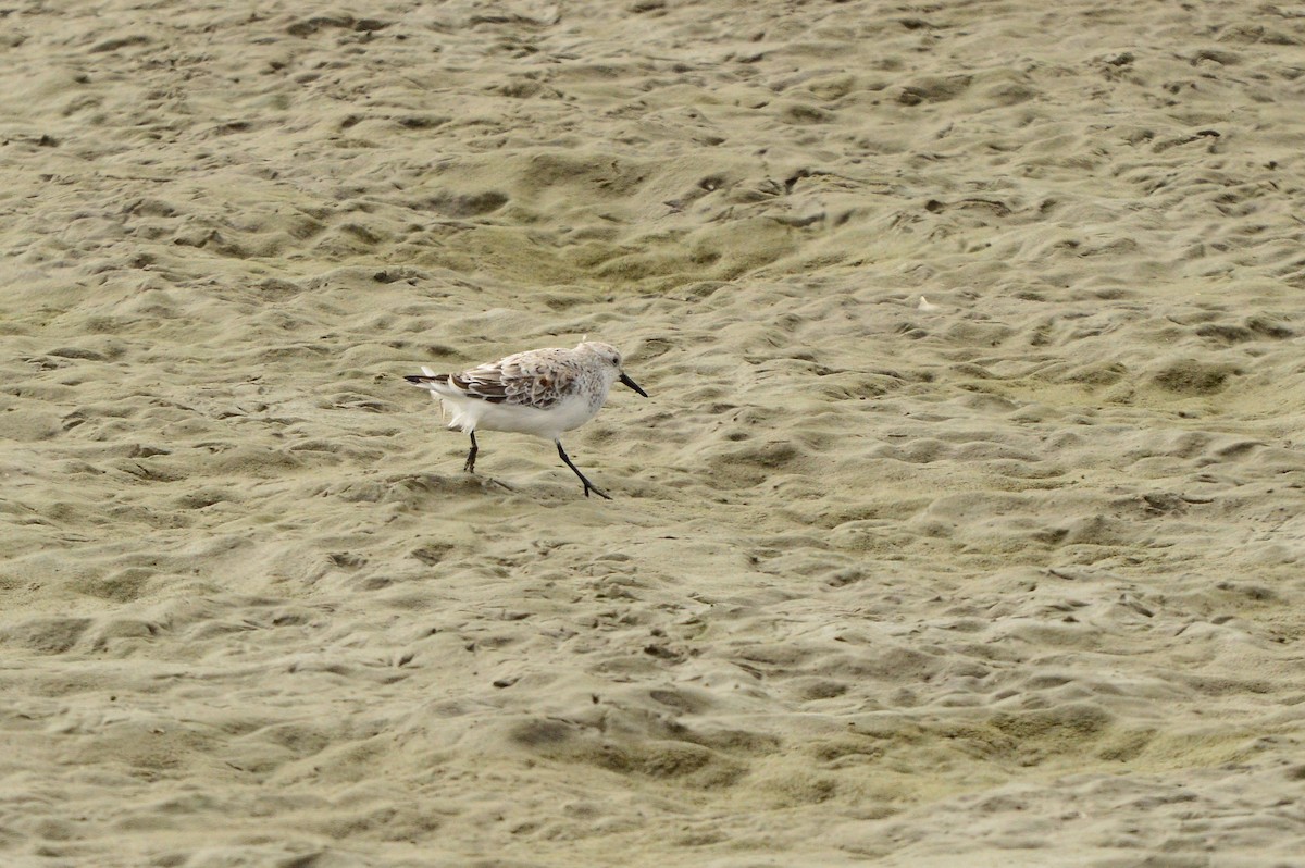 Bécasseau sanderling - ML625997394