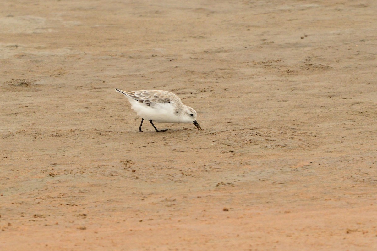 Bécasseau sanderling - ML625997395