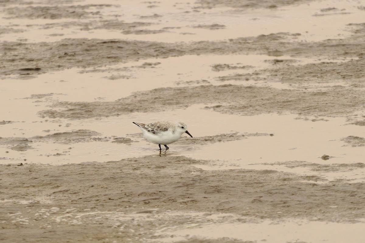 Bécasseau sanderling - ML625997402