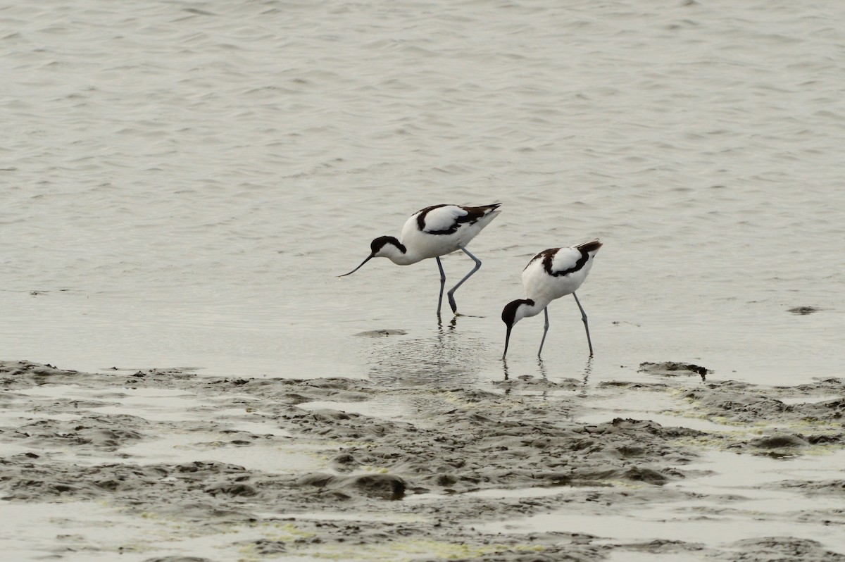 Avocette élégante - ML625997412