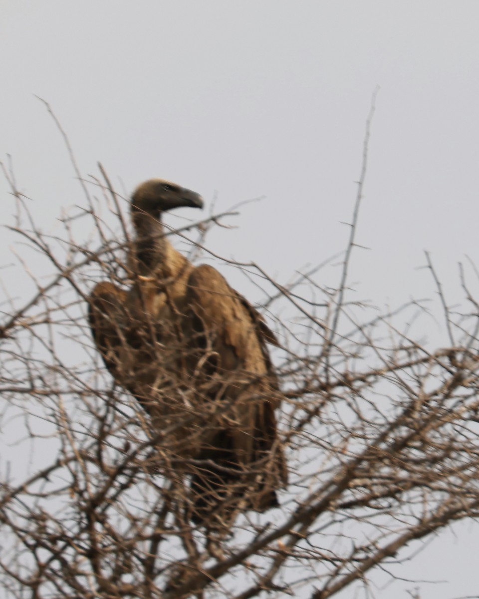 Lappet-faced Vulture - ML625997417