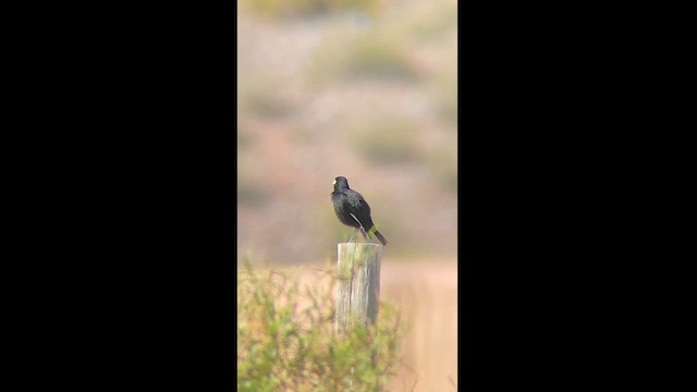 Spectacled Tyrant - ML625997421