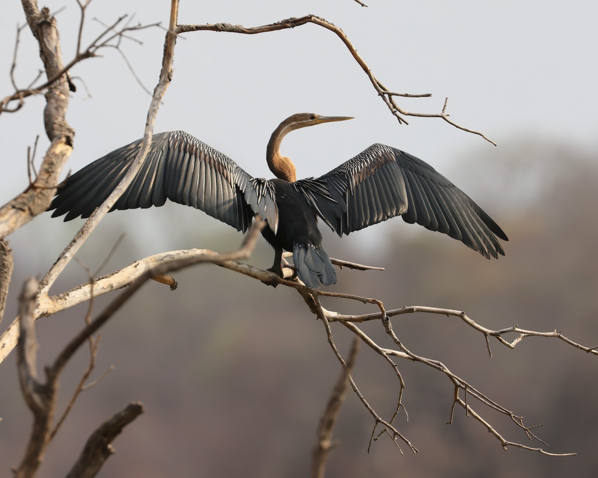 African Darter - ML625997424