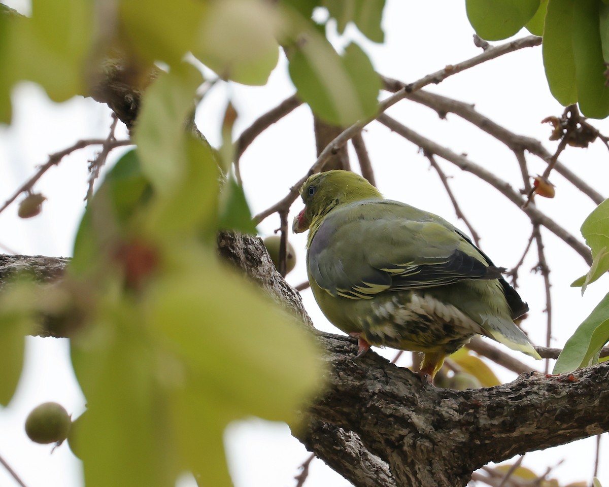 African Green-Pigeon (African) - ML625997465