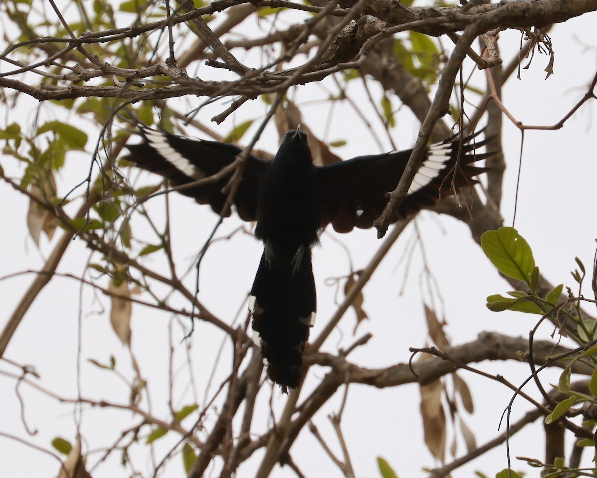 Common Scimitarbill - ML625997479