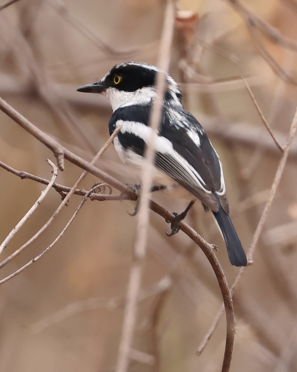 Chinspot Batis - ML625997487