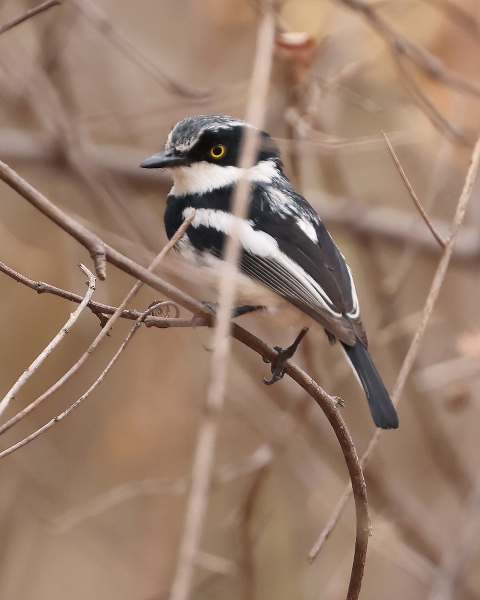 Chinspot Batis - ML625997488