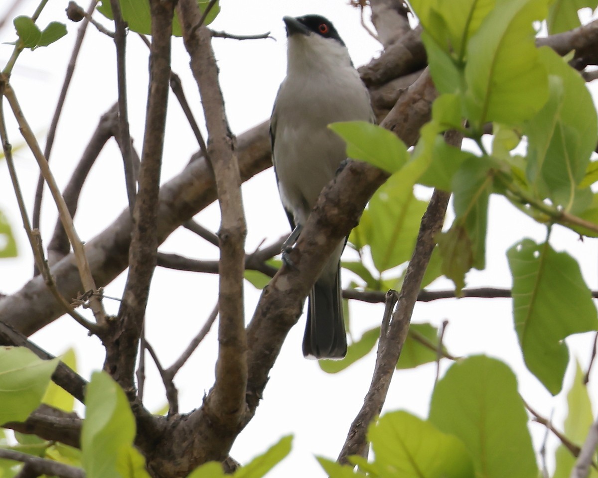 Black-backed Puffback - ML625997489