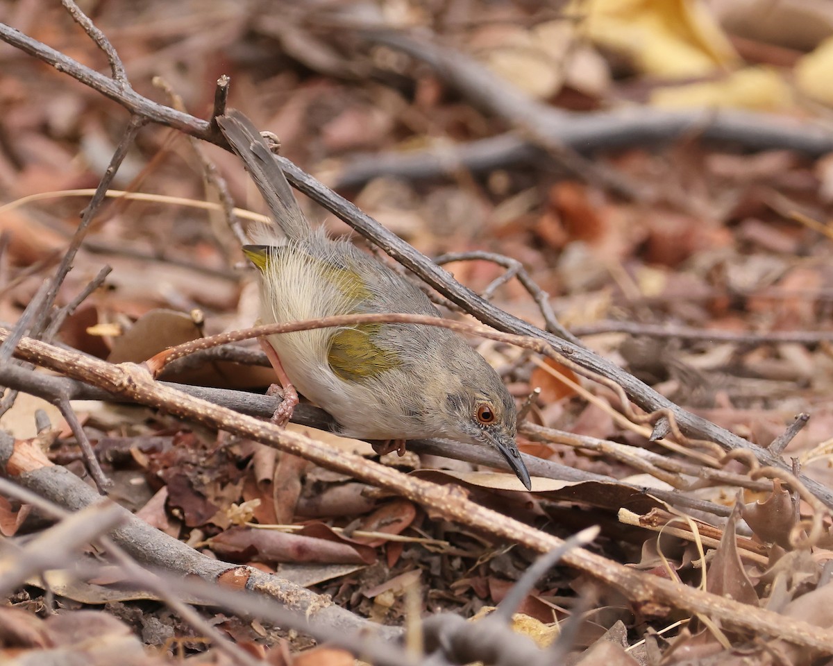 Green-backed Camaroptera - ML625997564