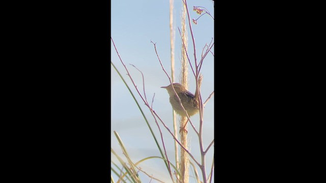 Grass Wren - ML625997644