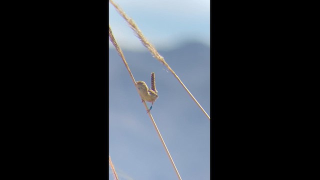 Grass Wren - ML625997647