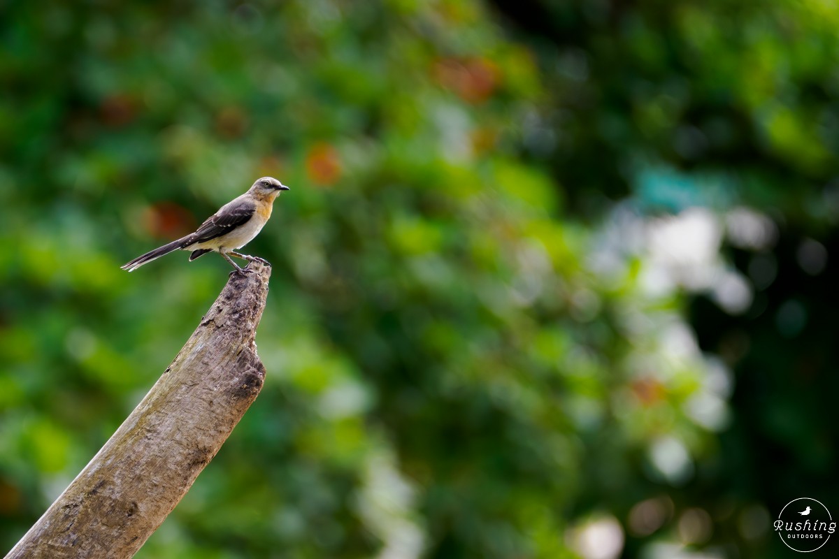 Tropical Mockingbird - ML625997711