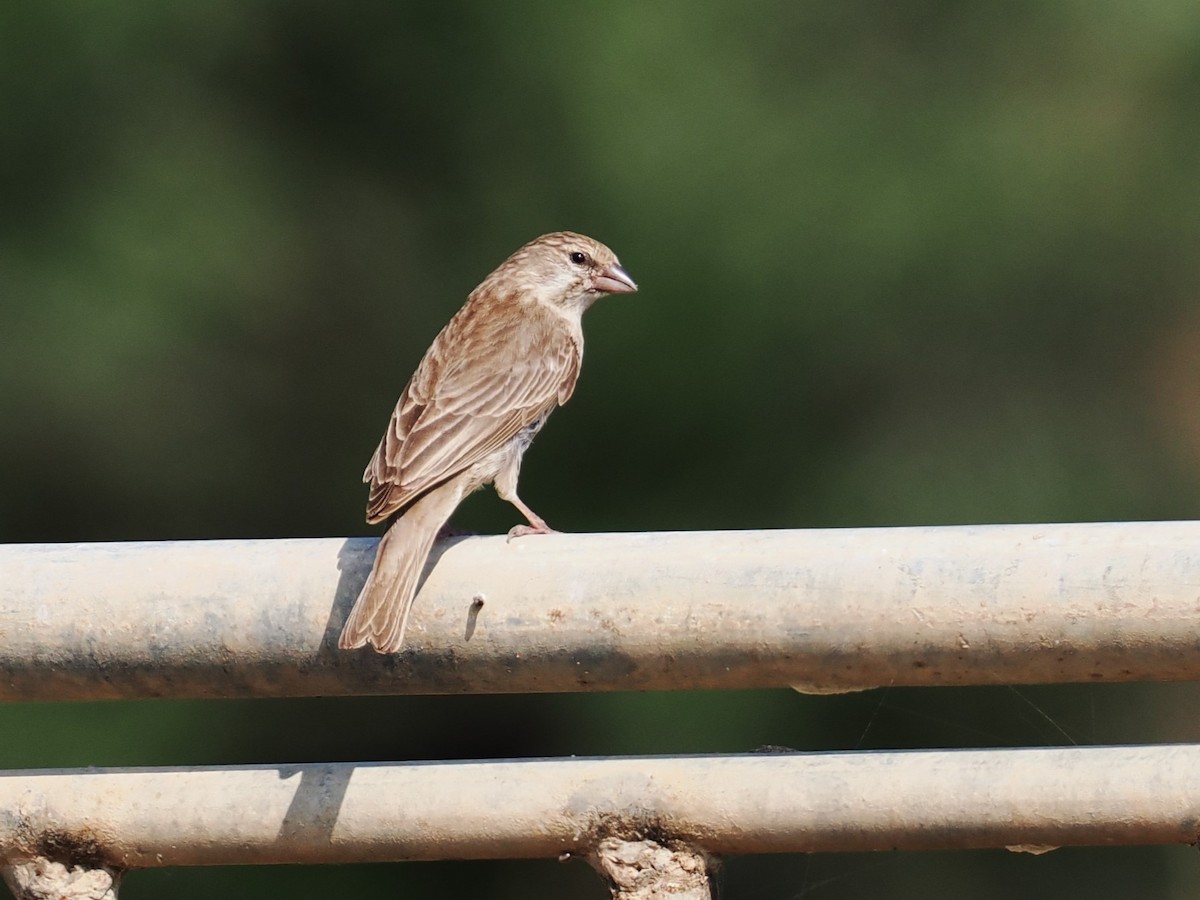 Serin du Yémen - ML625997971