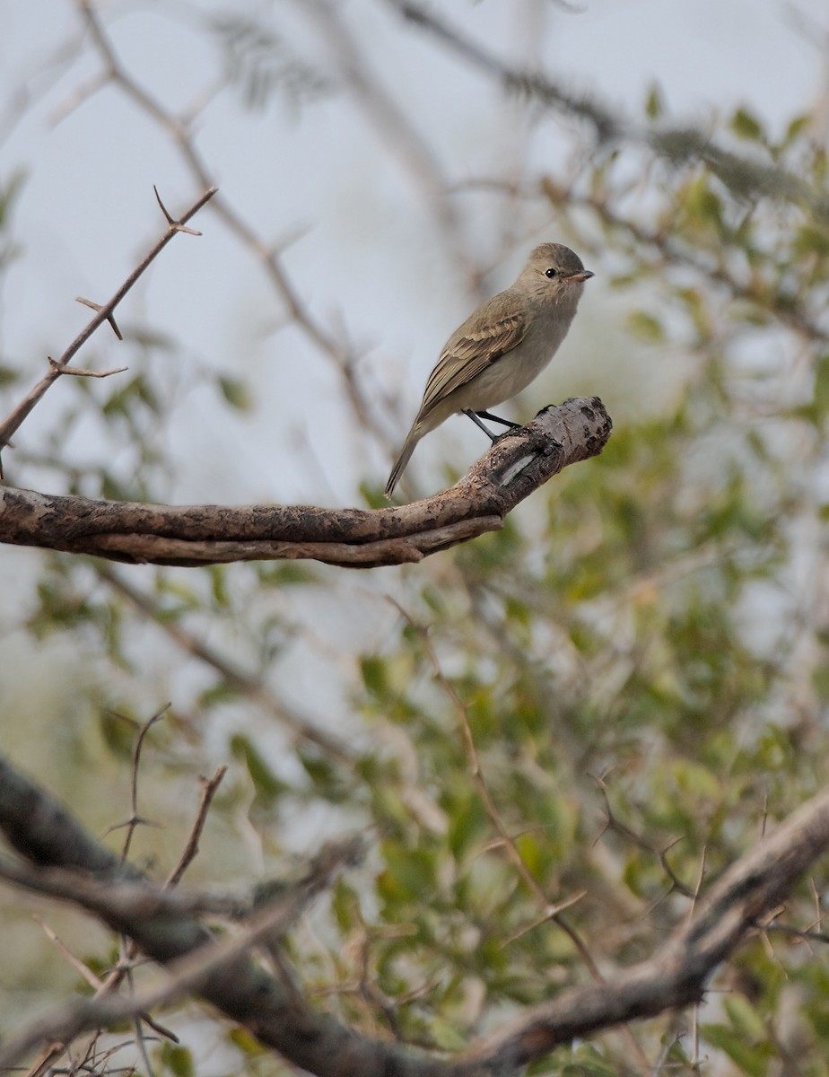 Northern Beardless-Tyrannulet - ML625998041