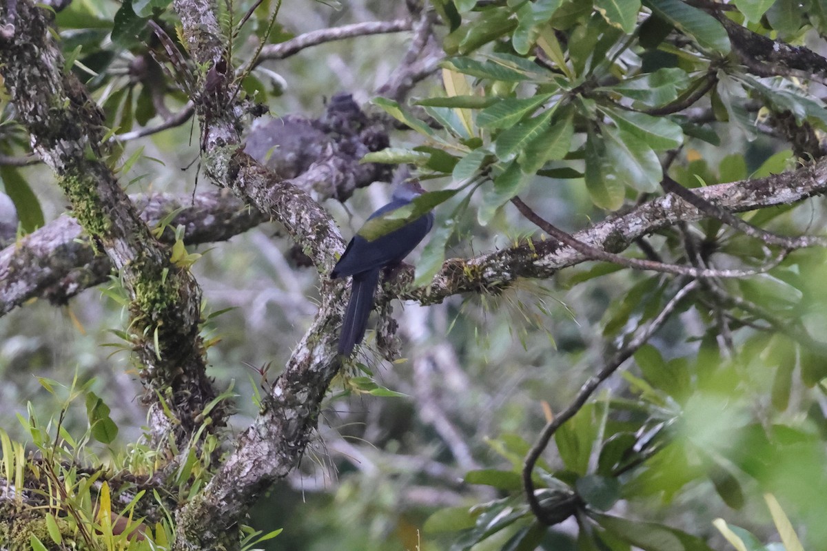 Crested Cuckoo-Dove - ML625998225