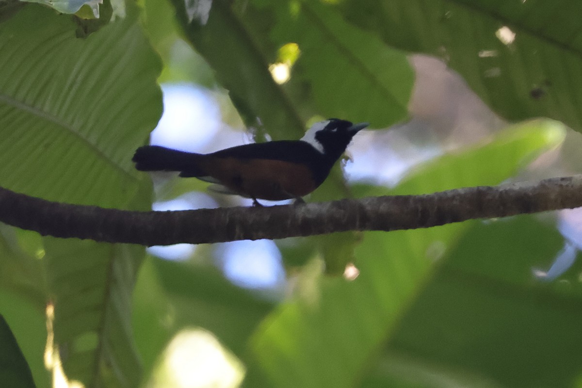 White-capped Monarch - ML625998259
