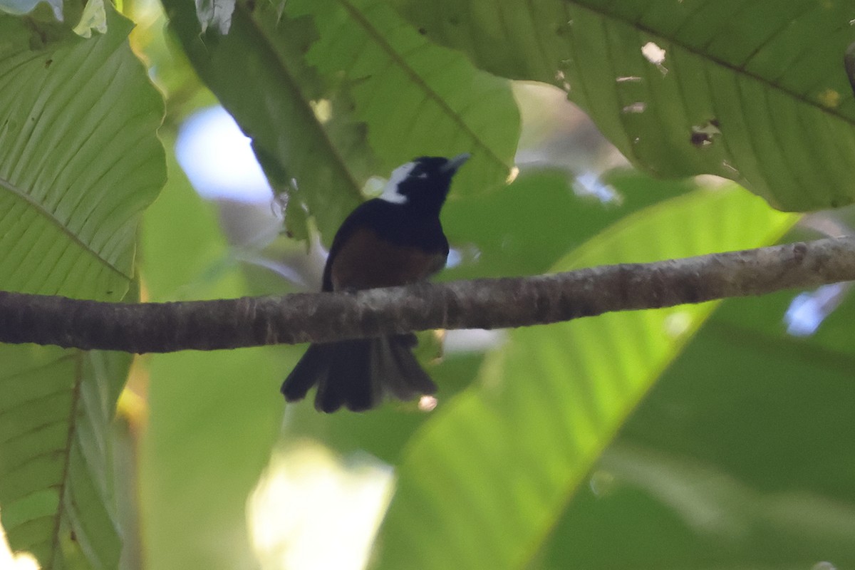 White-capped Monarch - ML625998260