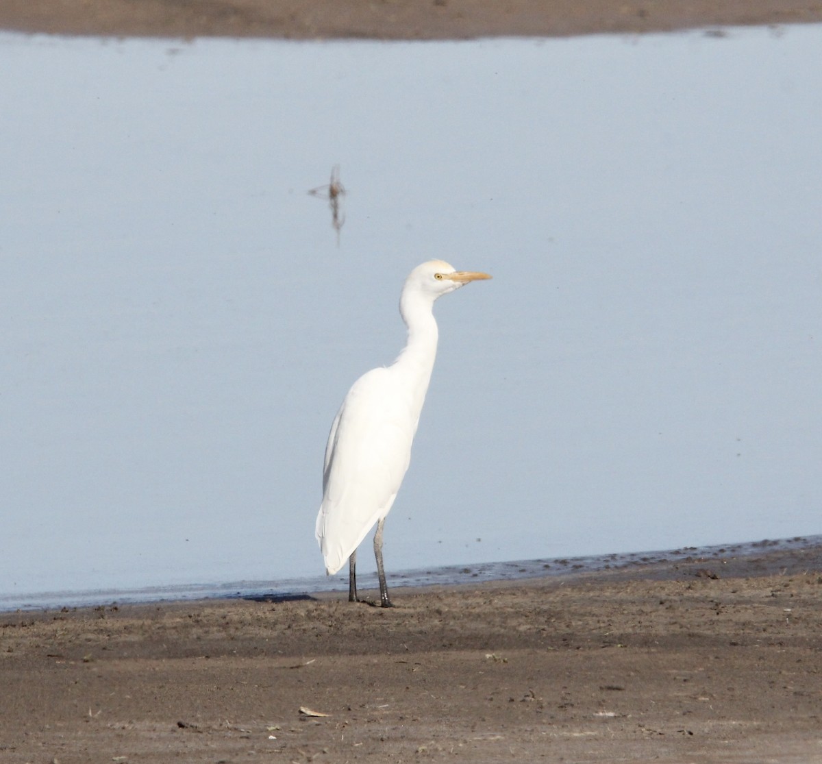 Western Cattle-Egret - ML625998363